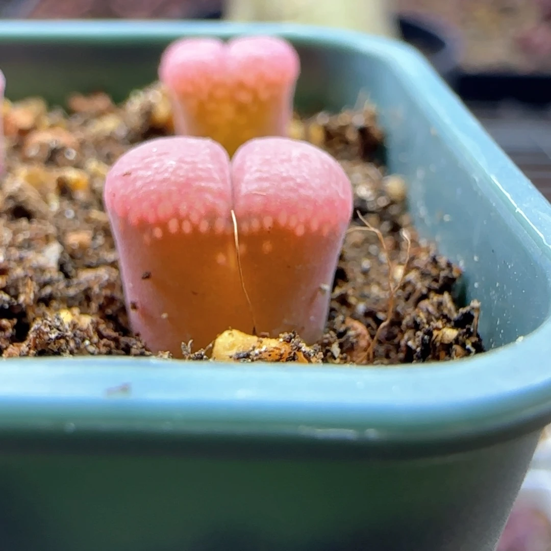 旧**5058 大白多肉植物园