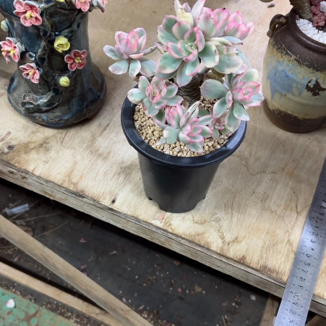 我是不是应该把。我在，