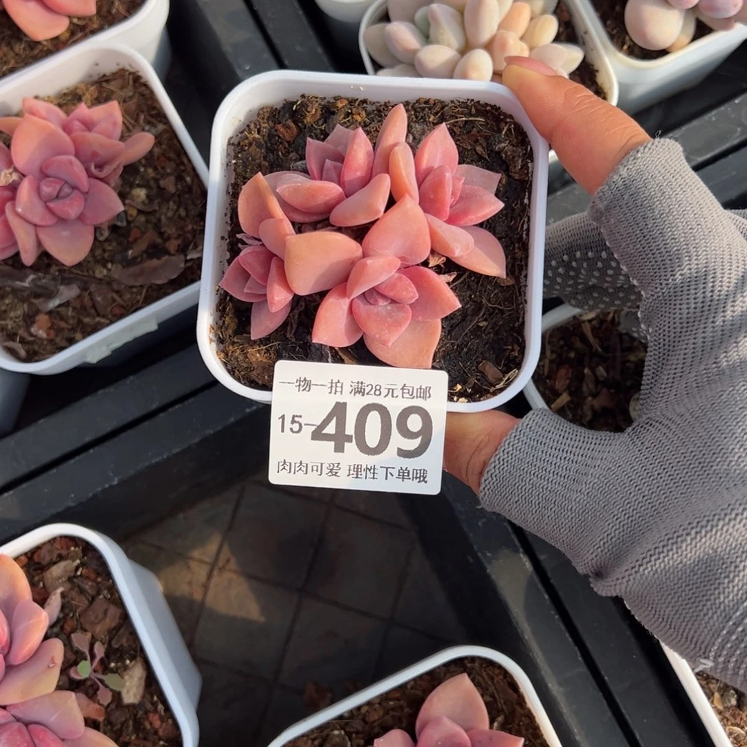 彩虹糖多肉多肉多肉多肉