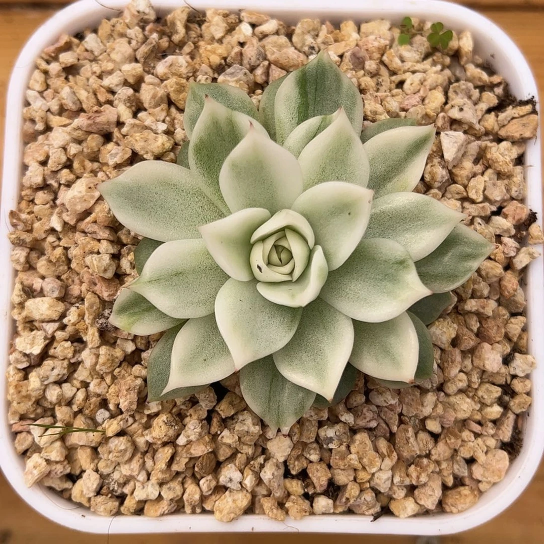 超白麦秆锦 婕宝一物一拍