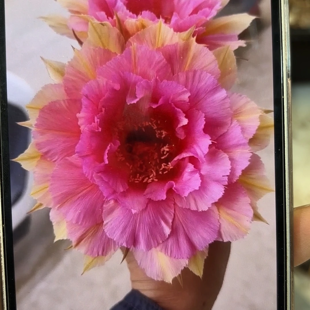 彩草99号侧牙5公分