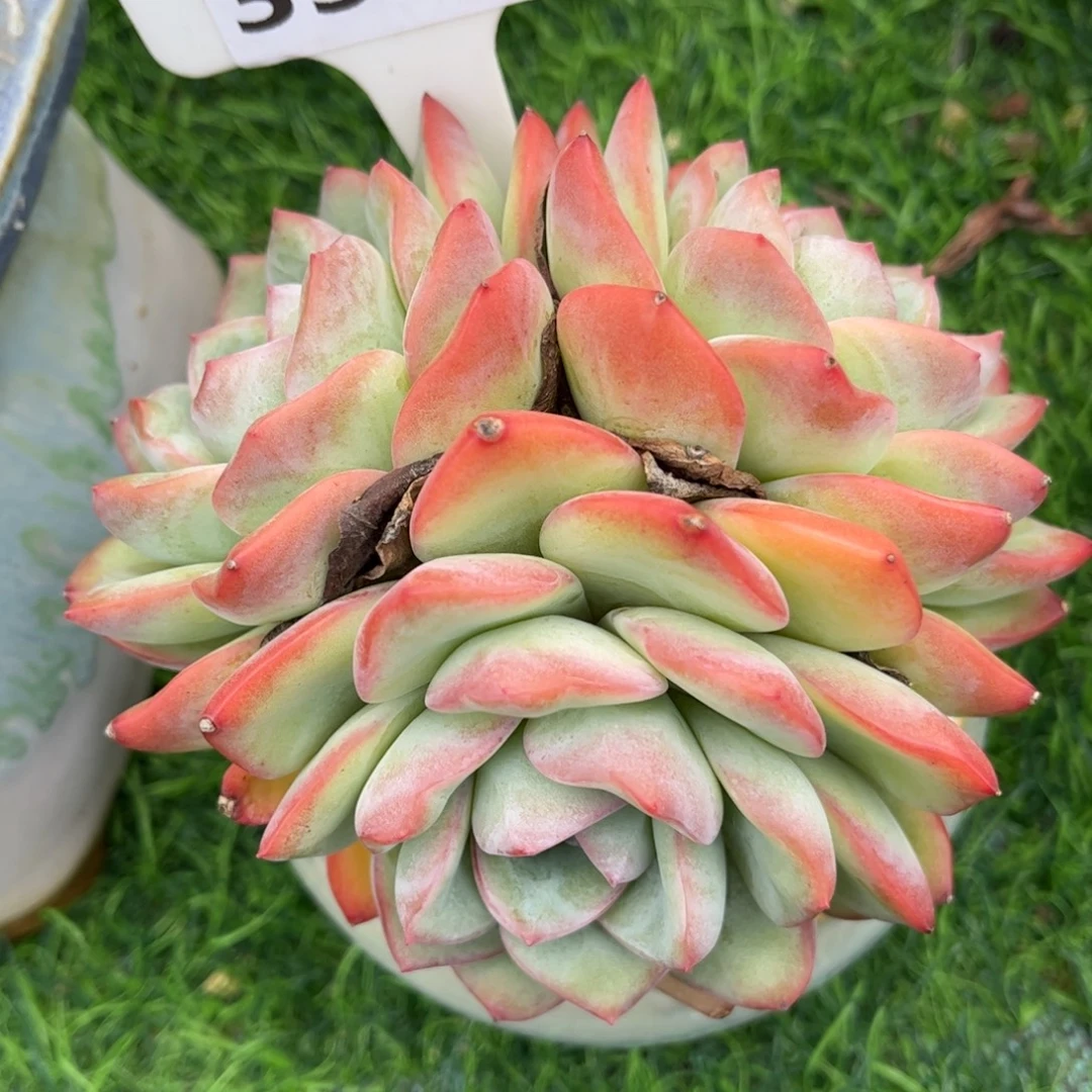 淼***y多肉植物3309 一定要拍个冷链哦