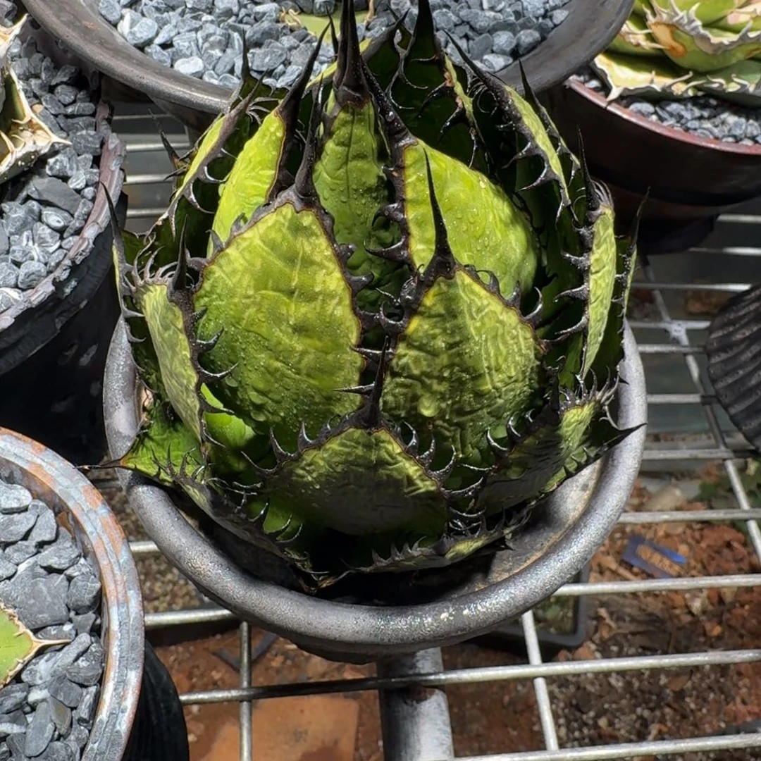 无花朵龙舌兰霍利达