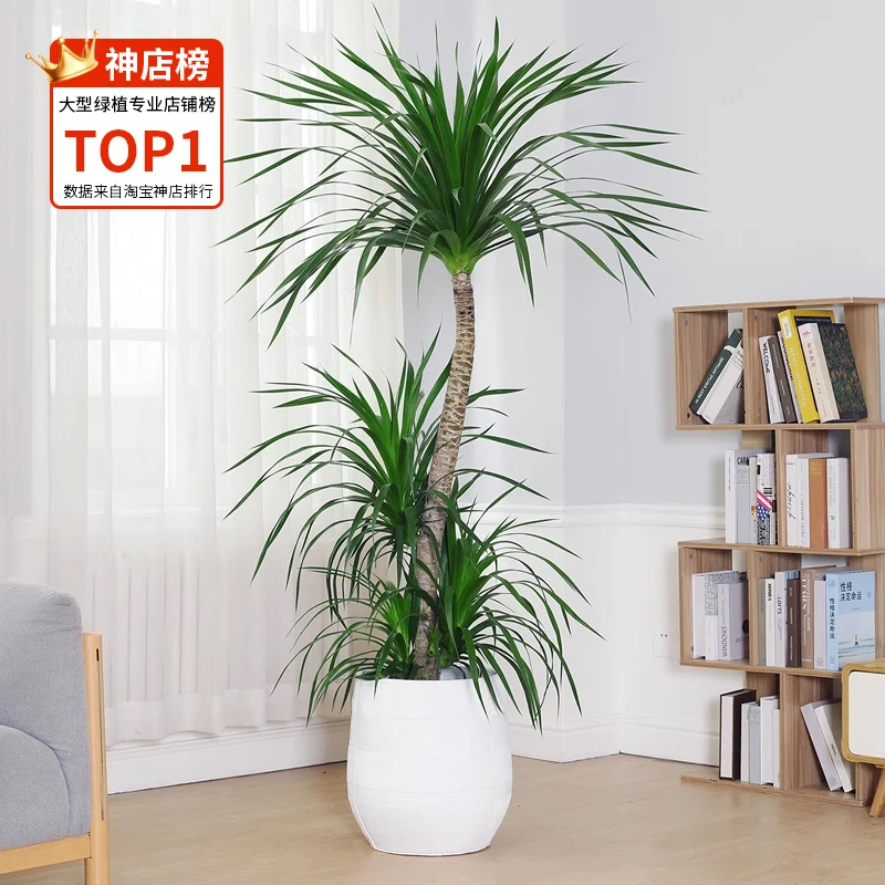 11龙须树大盆栽龙血树高杆龙铁树室内客厅大型盆栽绿植净化空气