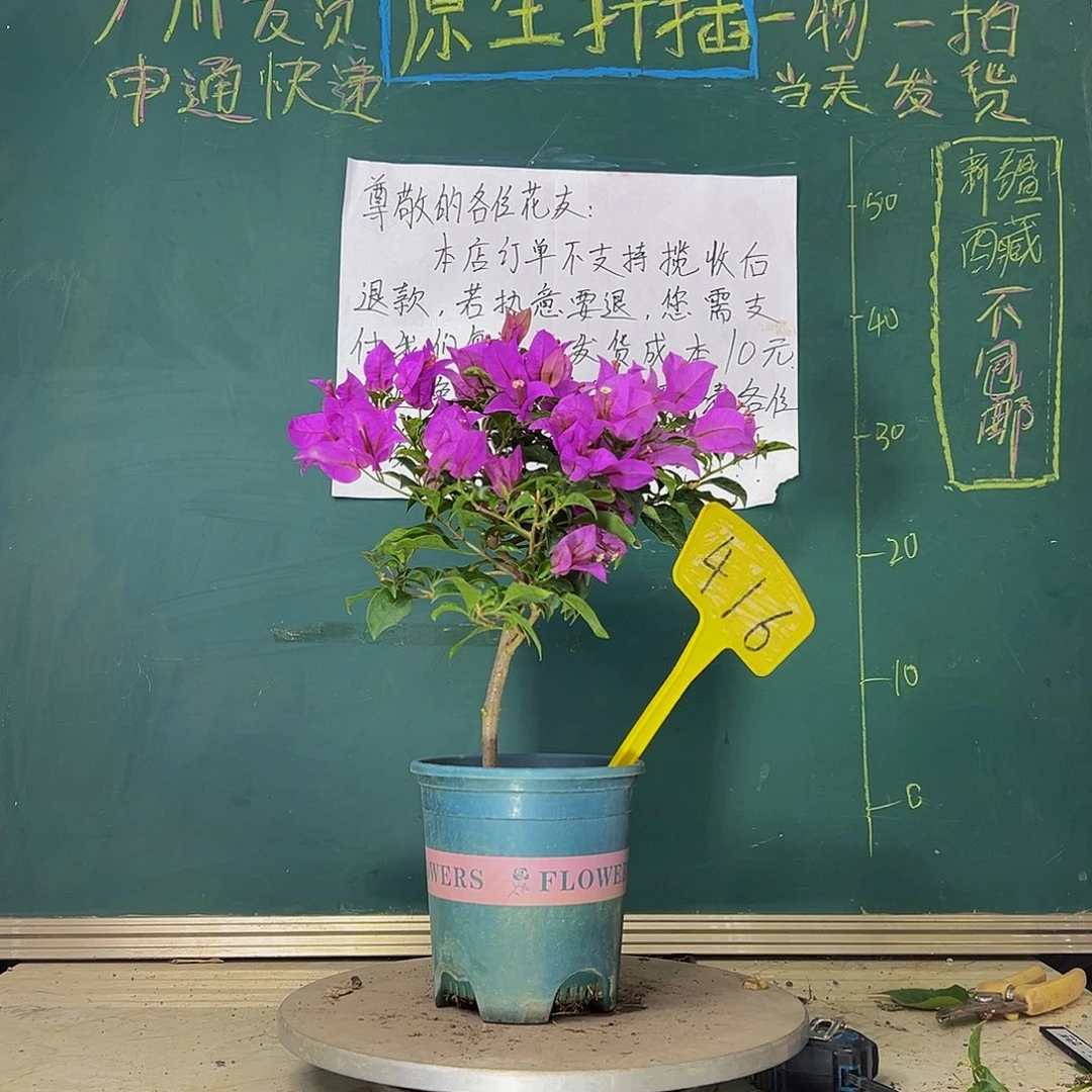 当前无花栽培后可以开花  巴西紫  416