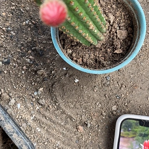 金姐毛花毛花356778