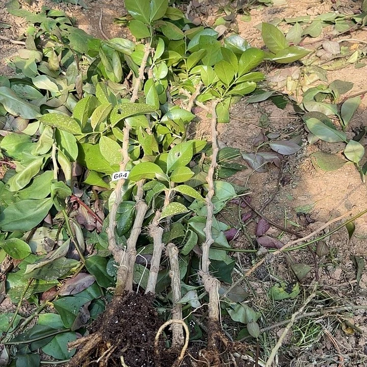 664嫁接蟹爪兰：叶仙杆5颗