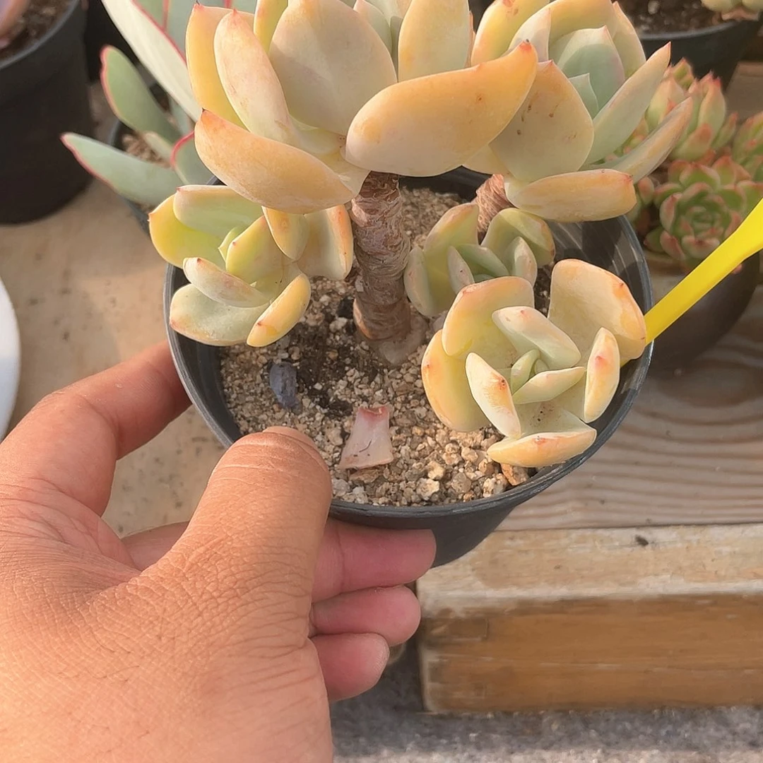 小****2215  白凤  六月六