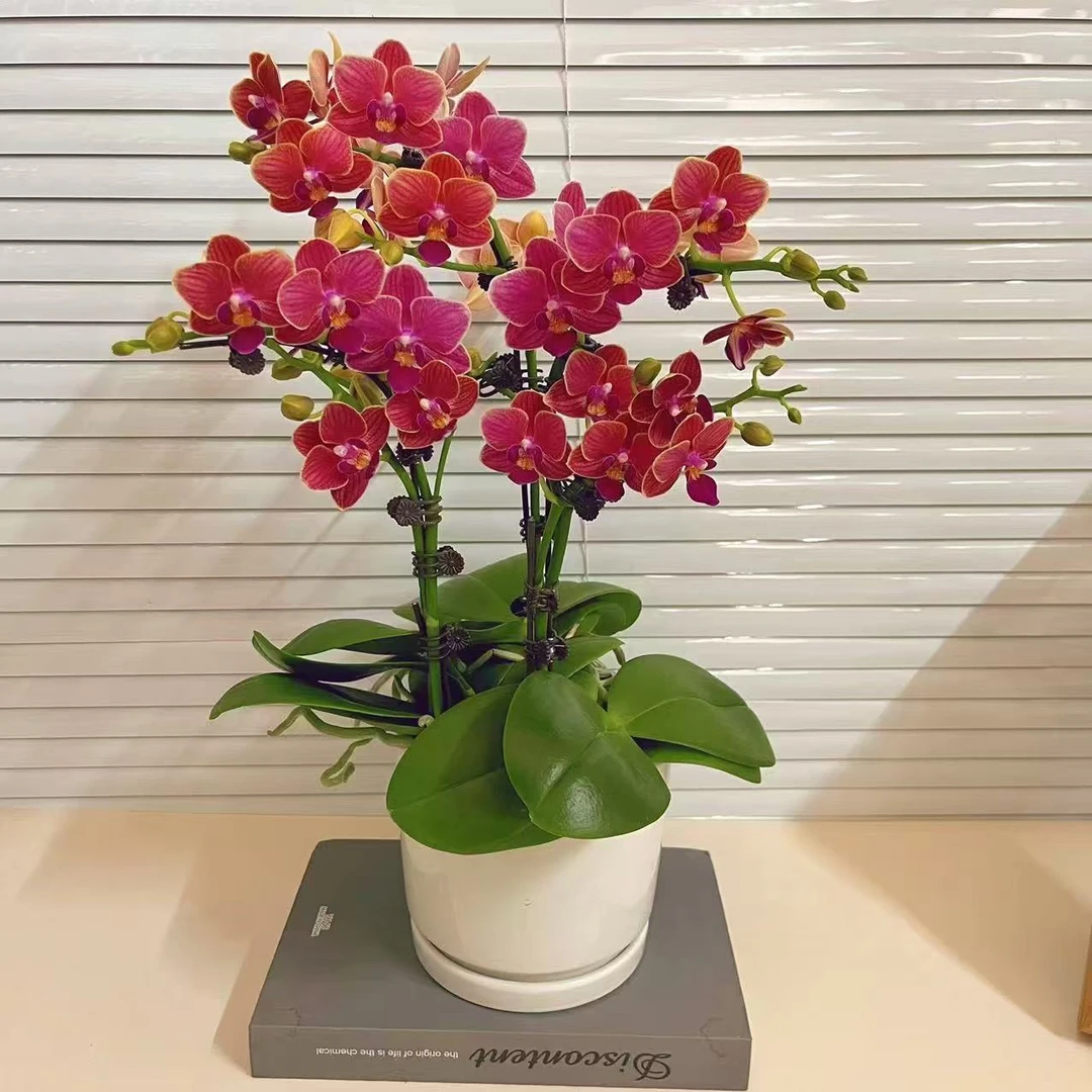 蝴蝶兰【金边玲珑】4枝花剑 花色鲜艳 室内花花 广州基地直发2-4