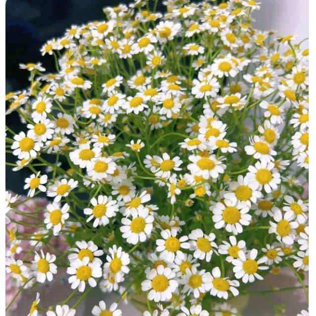 【任意满两单鲜花升级冷链】小清新洋甘菊一扎 云南直发