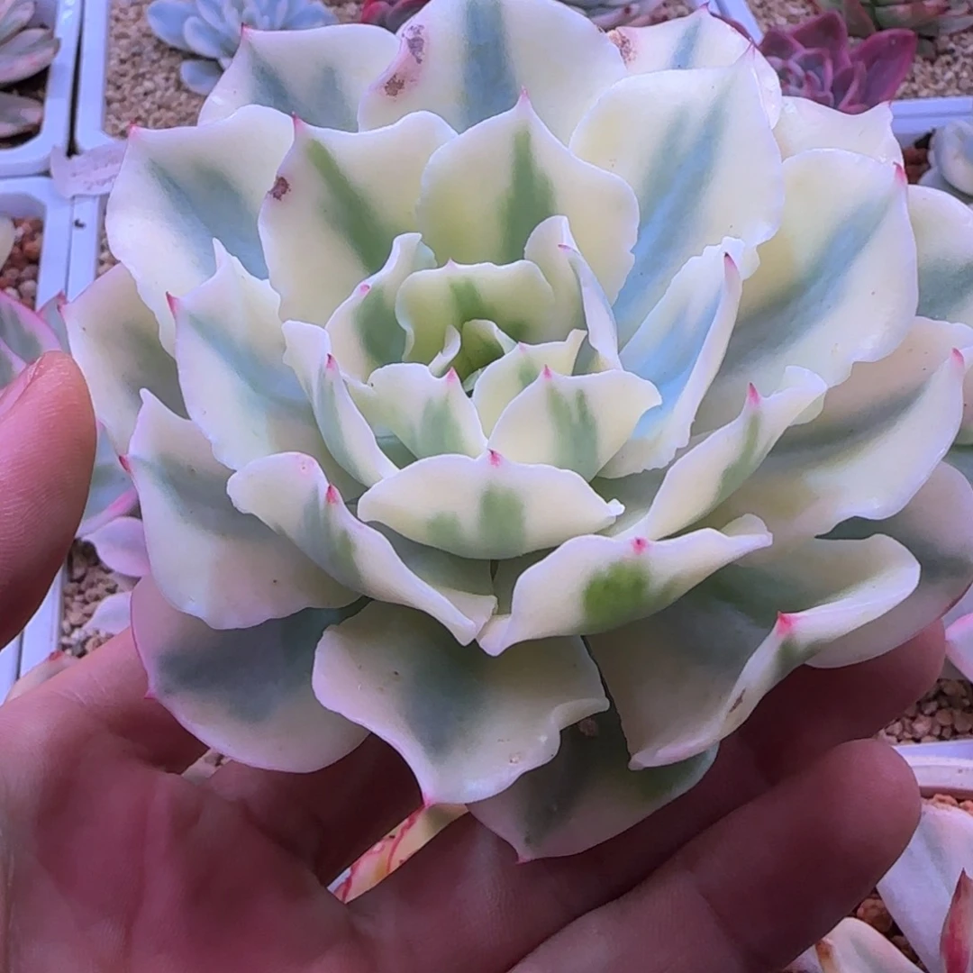 海啸锦 有侧牙 多肉植物