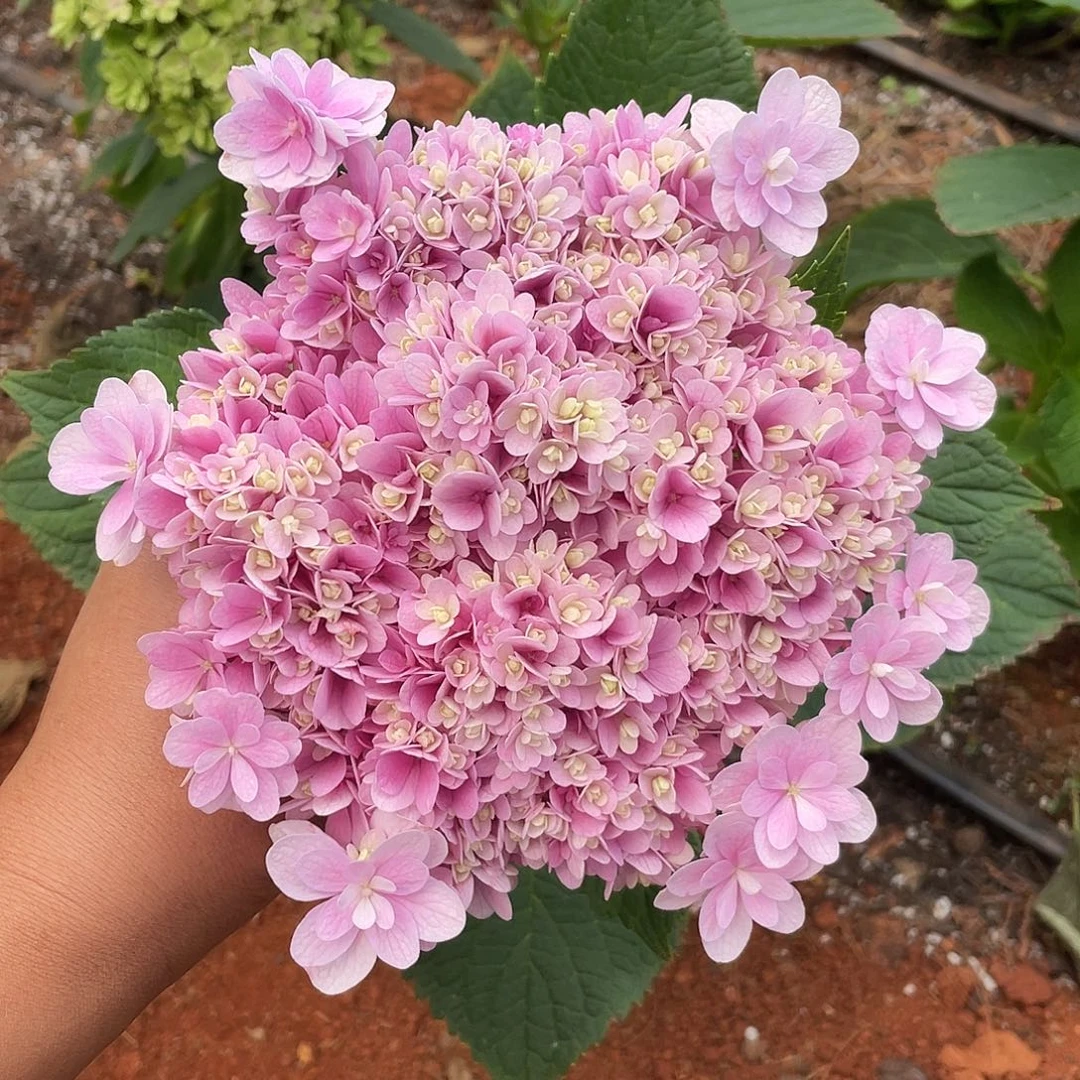 绣球切花一物一拍3枝起包邮，97