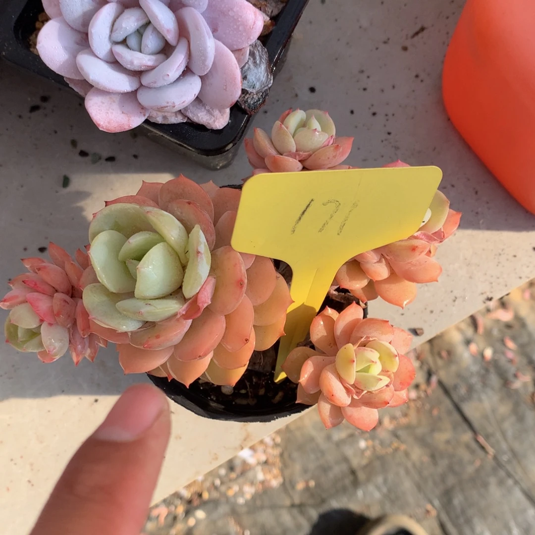 恋曲72727272727273