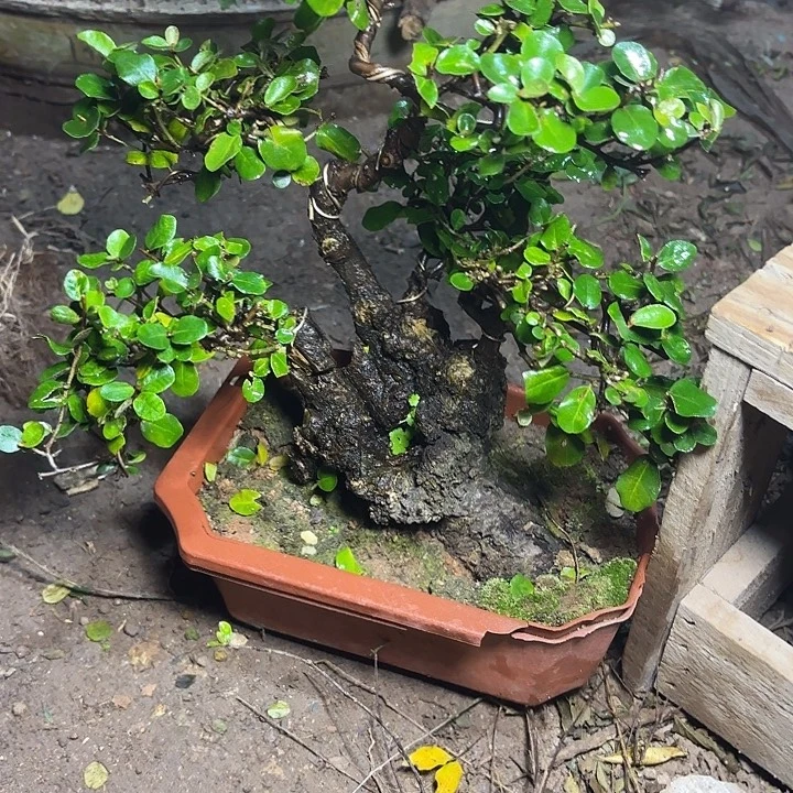 徐***下无花朵哈哈哈哈哈