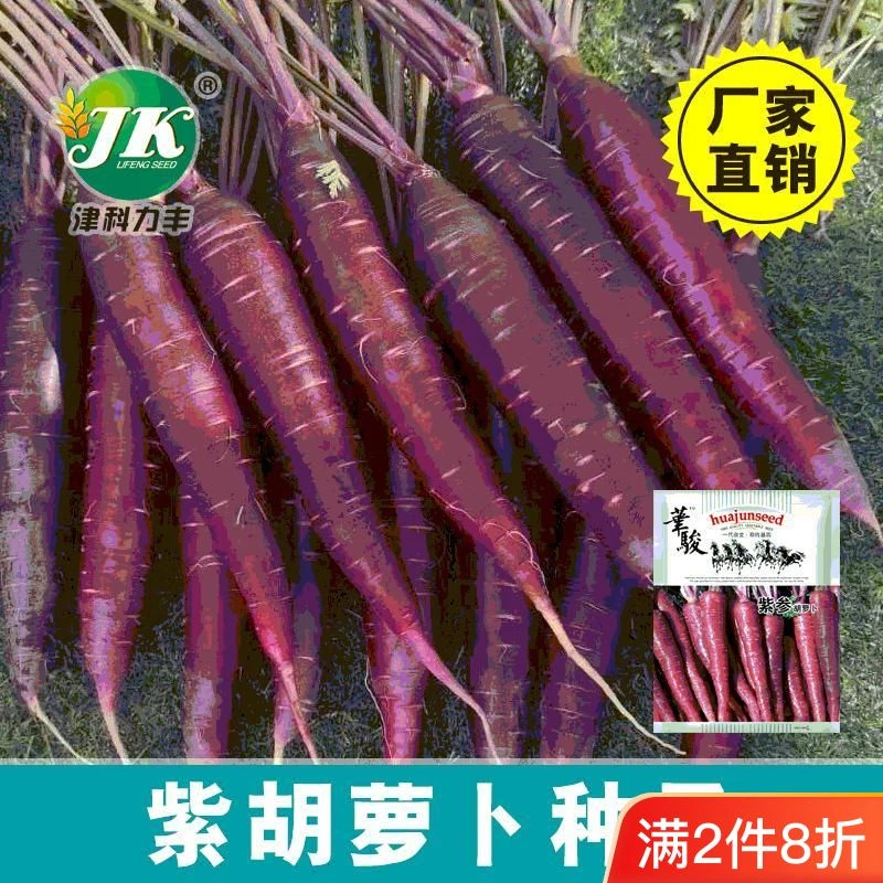 紫色胡萝卜种子种籽孑籽种紫黑色水果胡罗卜菜籽阳台盆栽四季蔬菜