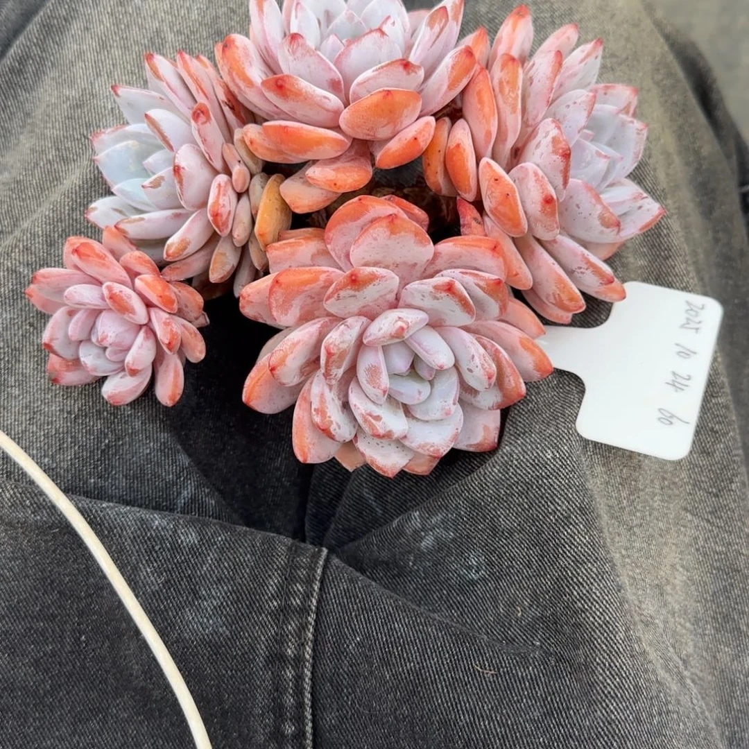 倩***怡一物一拍奶盖群60