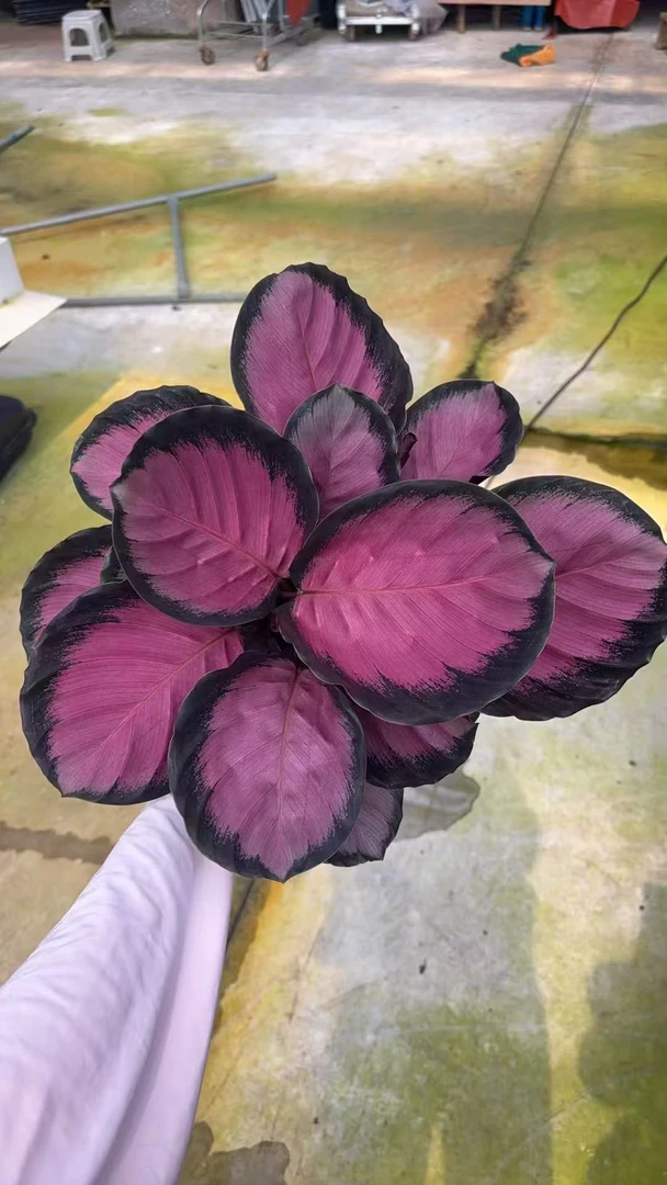 红玫瑰竹芋室内耐阴绿植净化空气吸甲醛彩叶盆栽