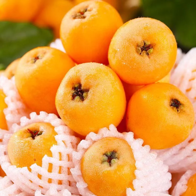 【中通快递】四川汉源大五星枇杷新鲜采摘产地直发当季鲜果水果AI