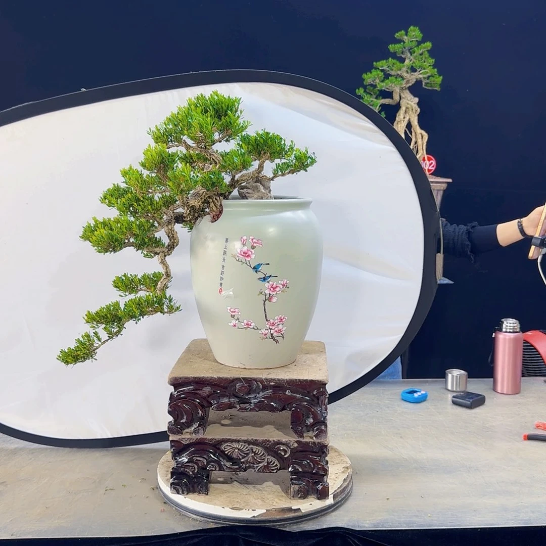 高端盆景艺术作品猪***婆