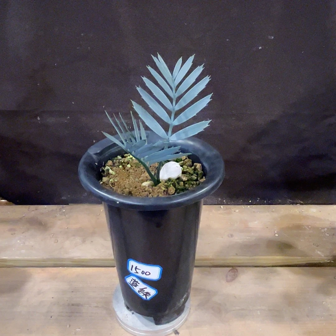 汤圆植物正版蓝棘铁