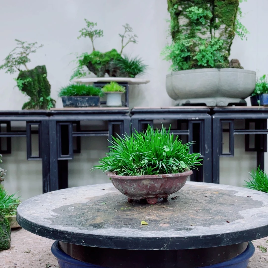 无铅玻璃珊*铁线蕨的一个分支叫做白