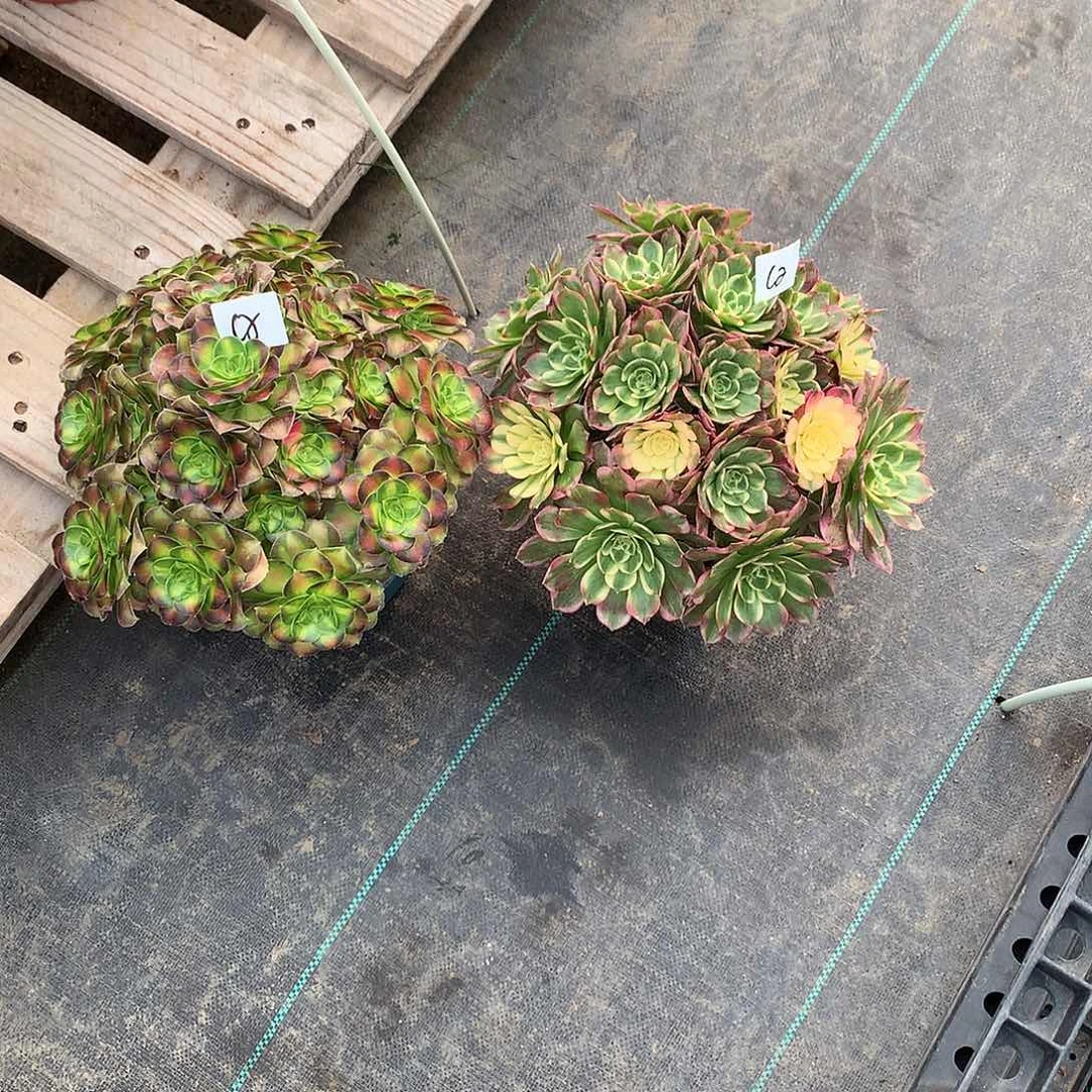 完全开放法师图片植物多肉