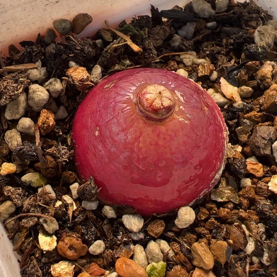 212多肉植物百科