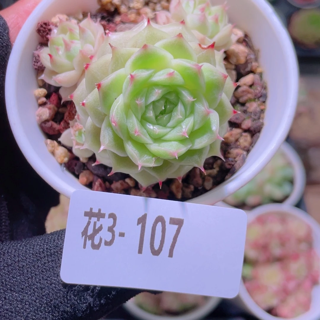 花利美3-107麦秆群