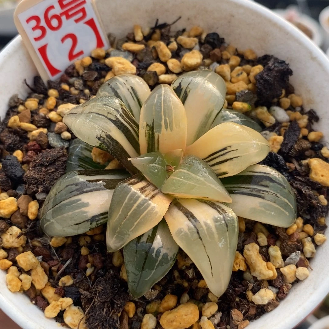 36红纹十二卷多肉植物