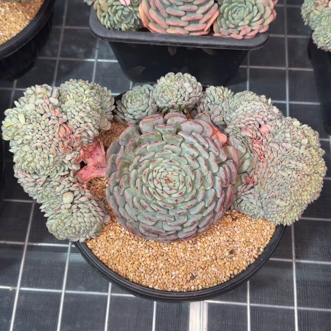 从前慢花园精选多肉白胖子缀