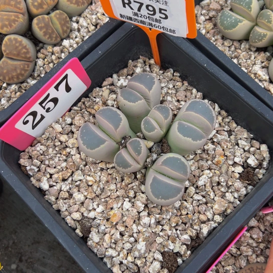 795 生石花大群生一物一拍