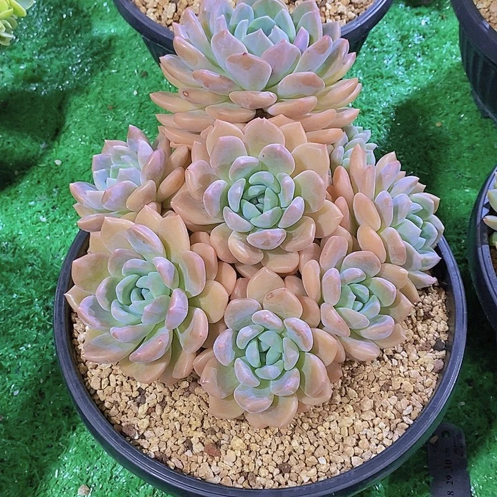 S***）冰橙大群多肉植物群