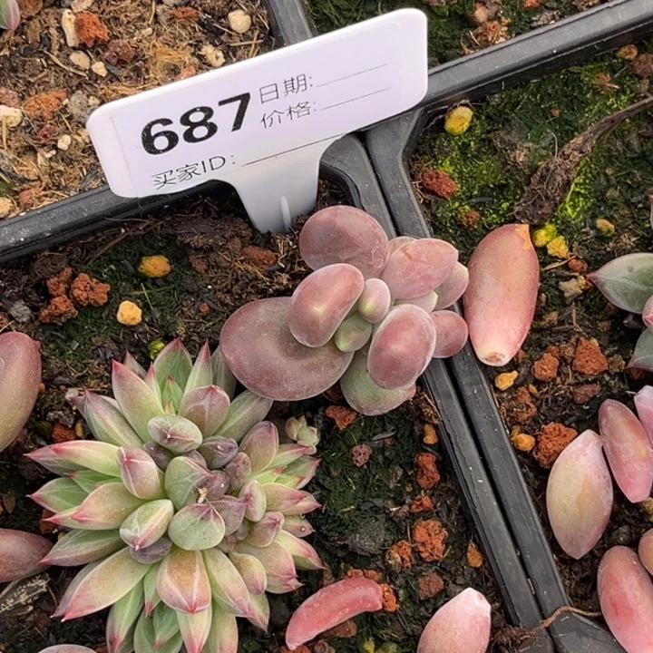 d***qx系美人多肉植物687