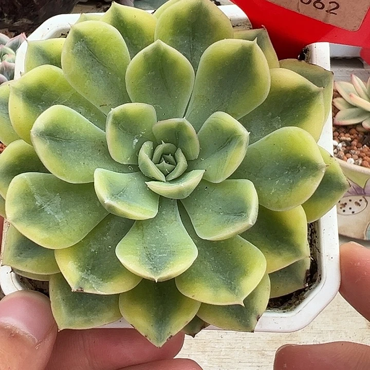 3062号抹茶菩提锦多肉