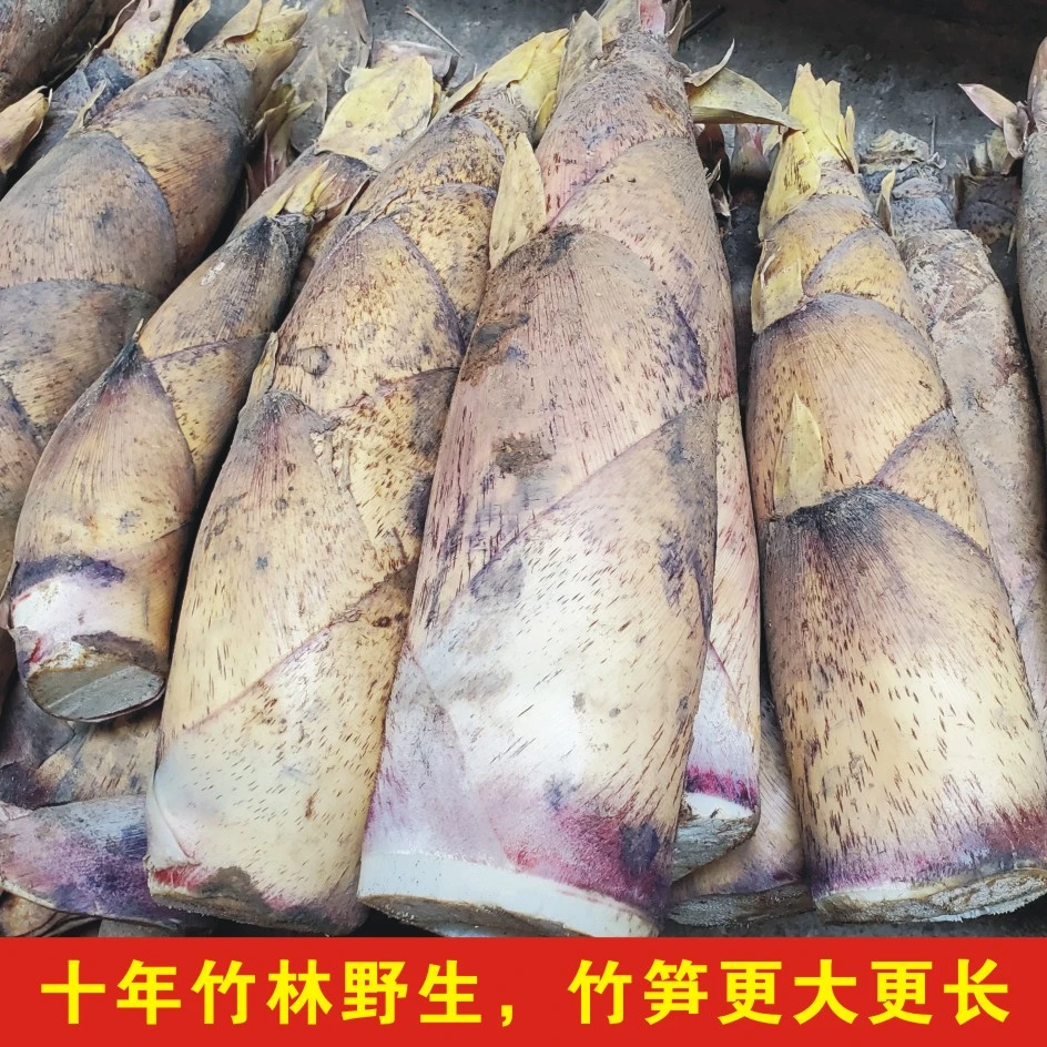 广西深山苦竹笋新鲜现挖现发带壳春笋清甜回甘大苦竹农家竹笋