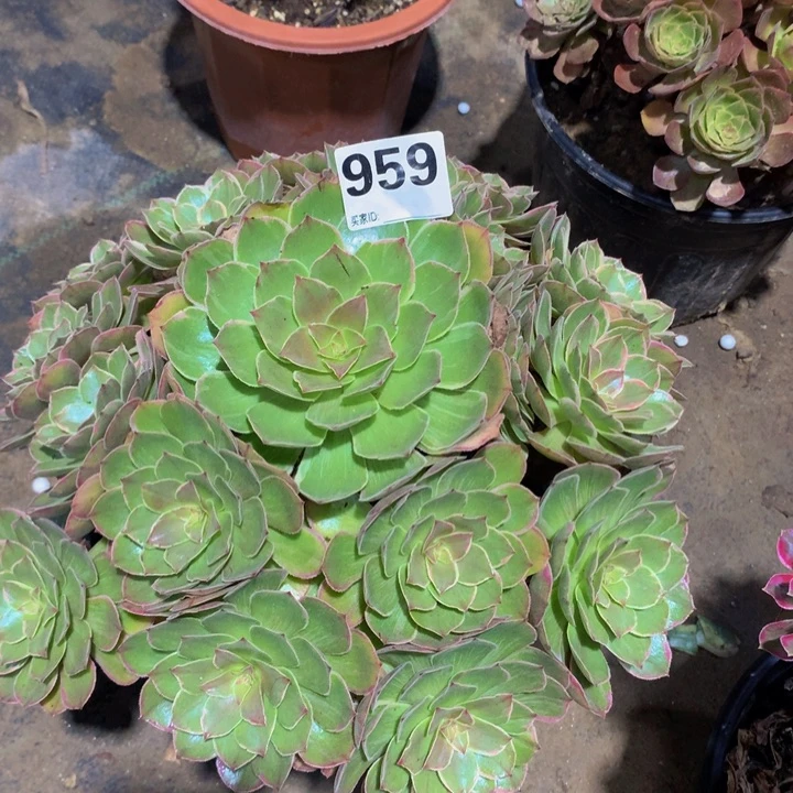 蓝***色无花朵莲花9590000000000