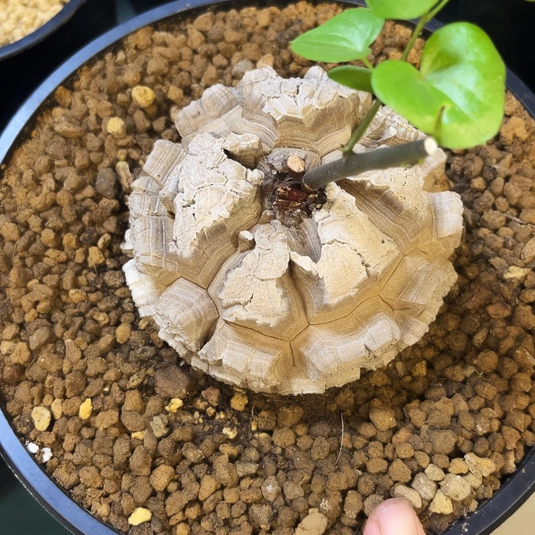 光***星龟甲龙575578887568