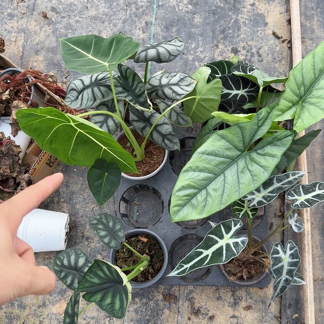 完全开放海芋六件套