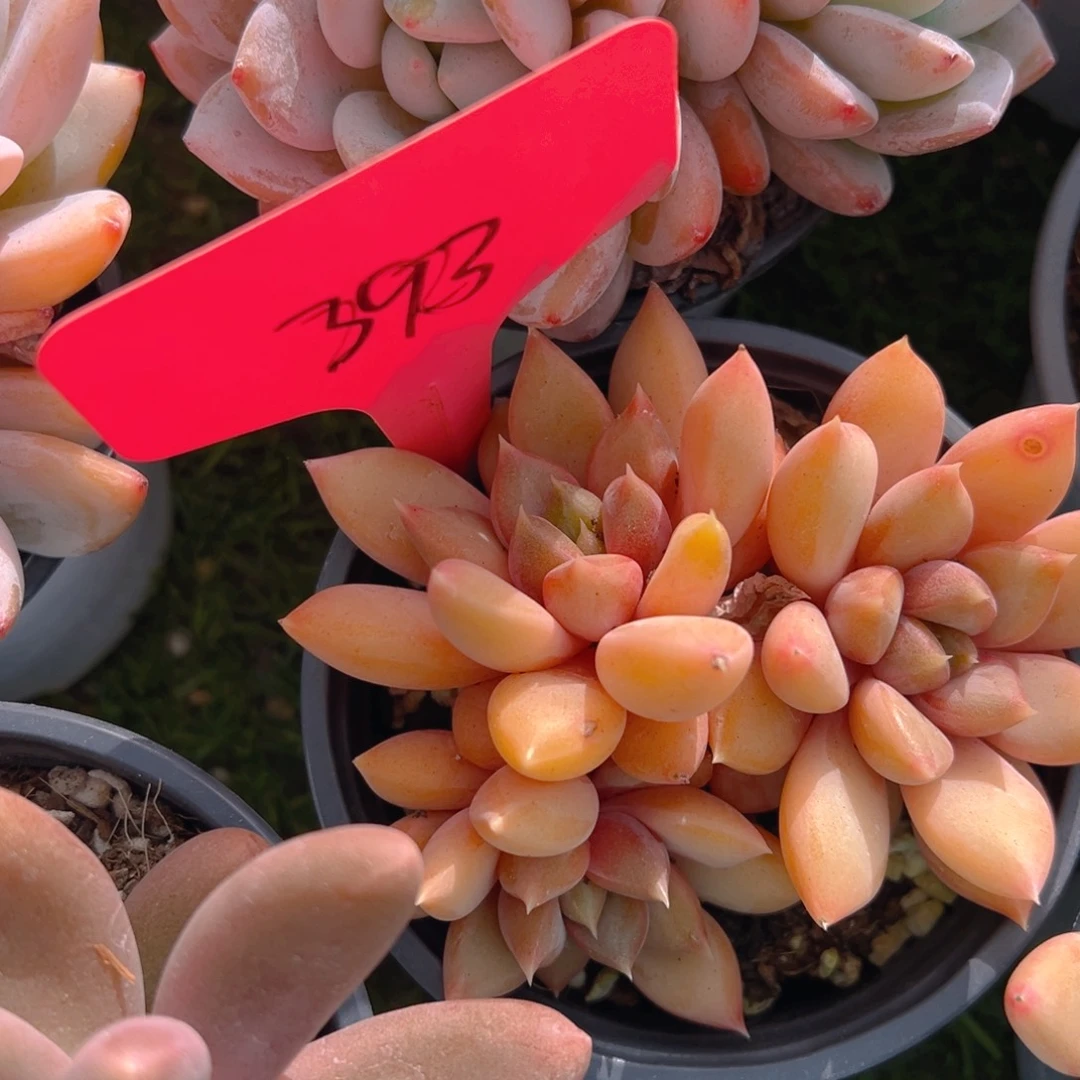 福利来啦打榜啦打