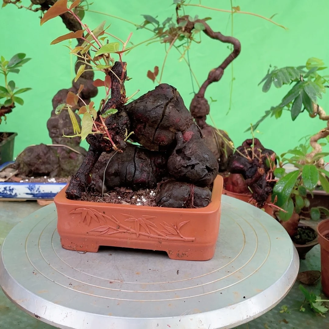 不开花植物何首乌盆景