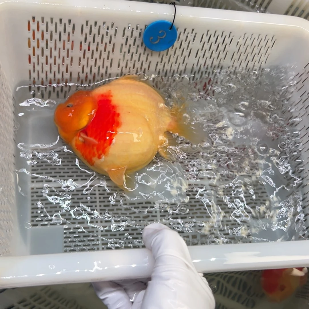 春***开金鱼你好吗我好想你