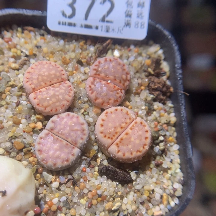 精品生石花211.372