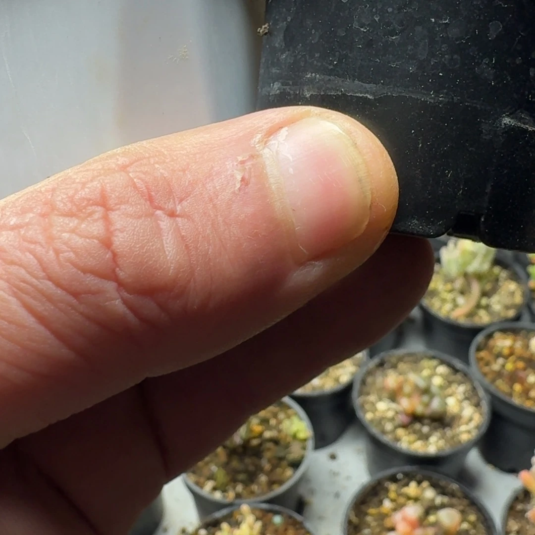 欧**棠多肉植物枝干番杏