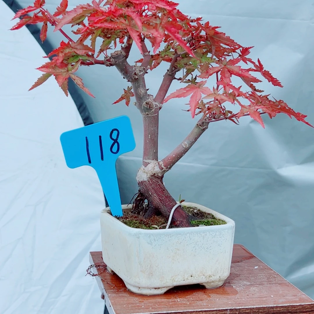 一***粟无花朵枫树……枫树