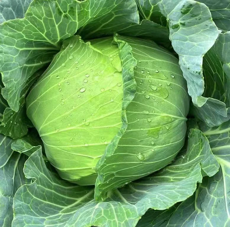 露天新鲜甘蓝（现坎现发）2～4个装