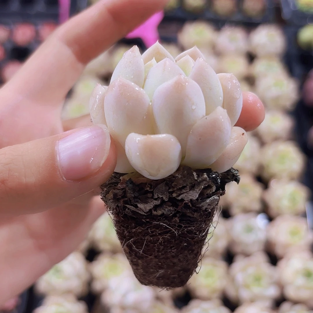 小穴苗粉水晶多肉植物