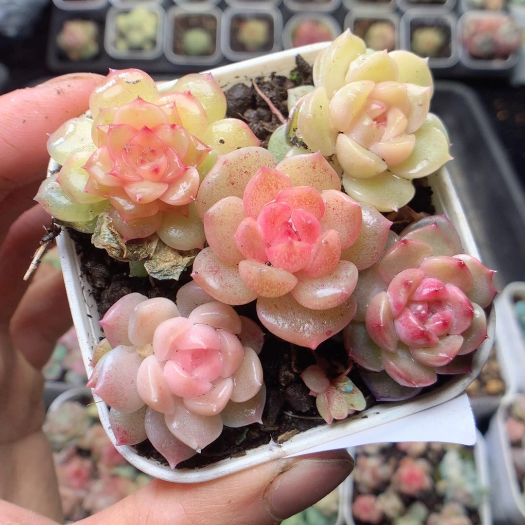 无花朵F46 yyyyyyy