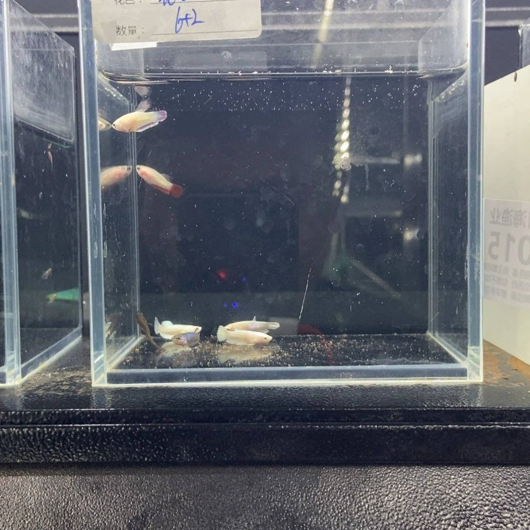 斗鱼包活不包损所见即所得015