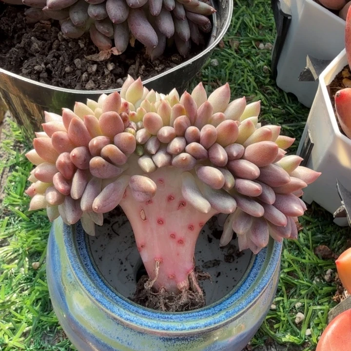 红虞美人缀。