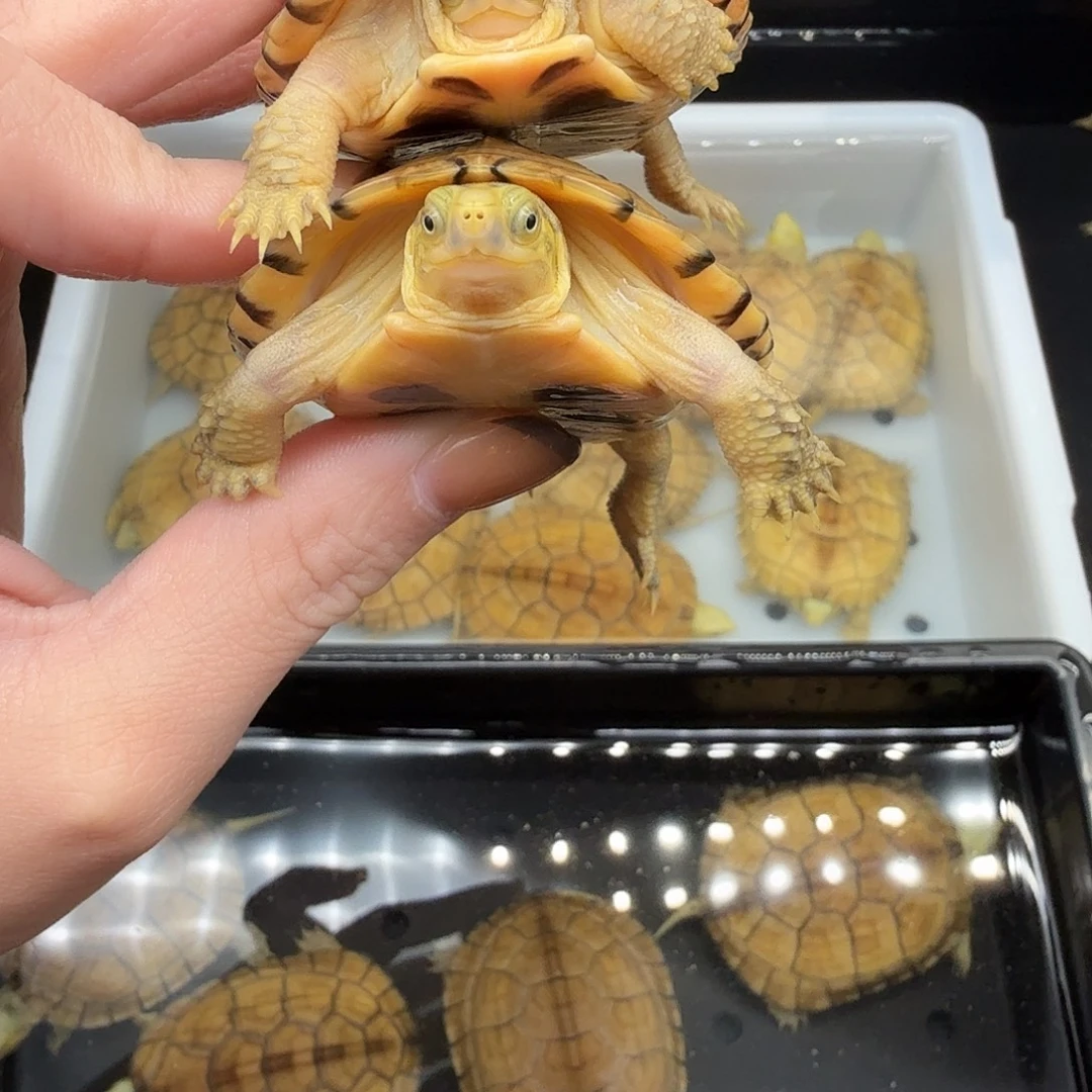 他***绿毛龟母乌龟乌龟乌龟